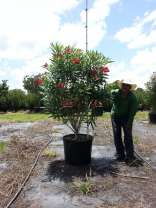 30g-oleander-red
