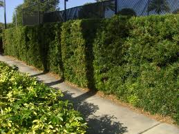 Living Privacy Hedge